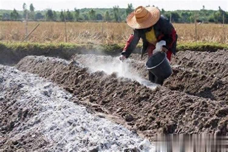 种植黄豆为什么底肥不能施得太多了？难道黄豆喜欢贫瘠之地吗？