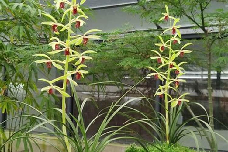 蝴蝶兰烂根修剪后可以施蝴蝶兰专用含腐植酸水溶肥吗？