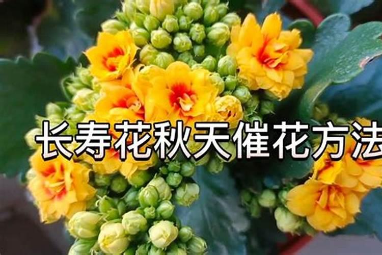 养花,磷酸二氢钾和花多多,还有奥绿肥,哪种好些啊？