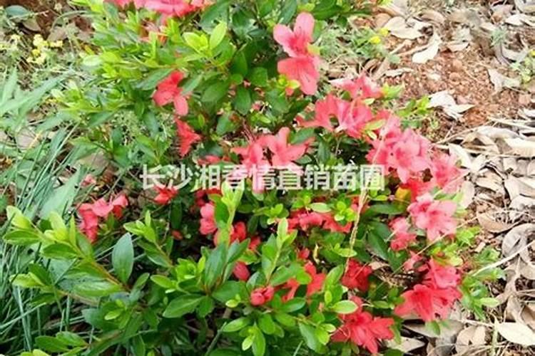 夏鹃叶片发黄怎么回事(详解杜鹃叶发黄解决方法)