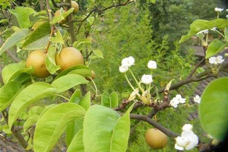 用硫酸亚铁处理土壤怎样使用