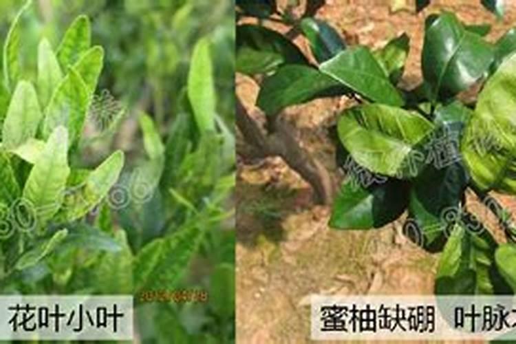 钙镁硼铁锌肥的最佳使用时期