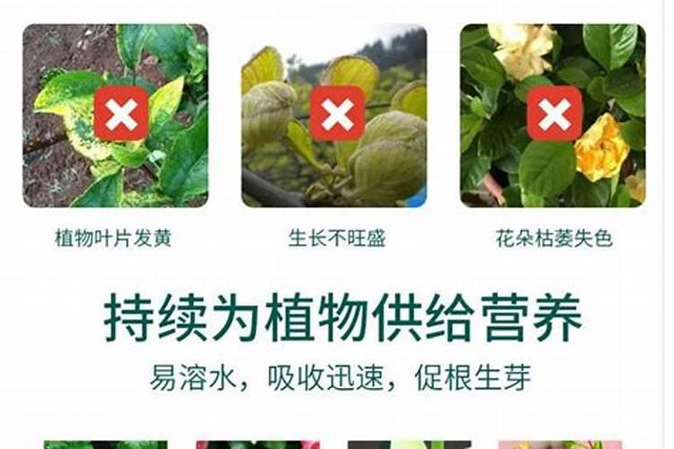 绿萝用什么肥料好