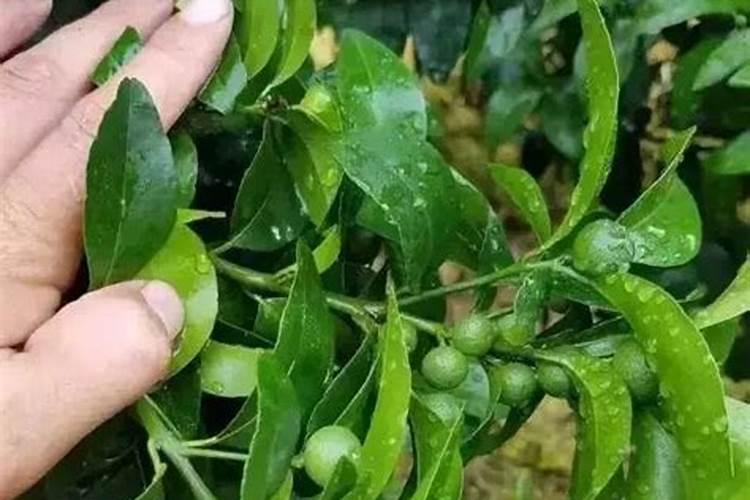 土养的绿萝放什么肥料