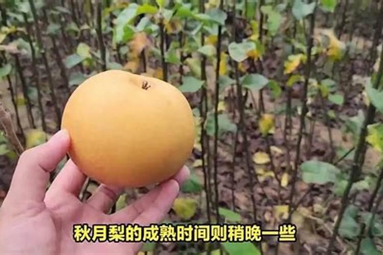 叶面肥三天喷一次可以吗