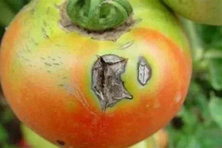 这两个药能治土豆的早晚疫病吗