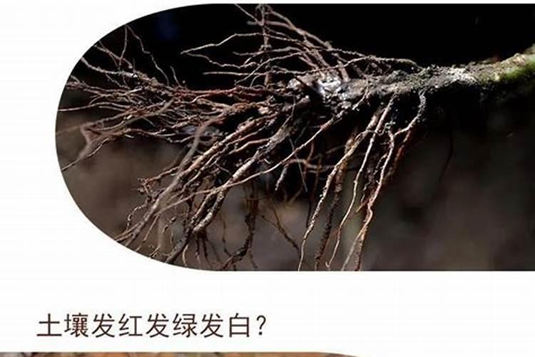 水草营养液怎么用 多久加一次合适