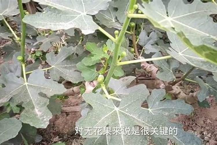 无花果用什么肥料