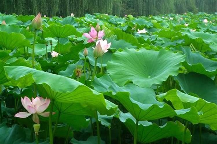 太空莲怎样种植