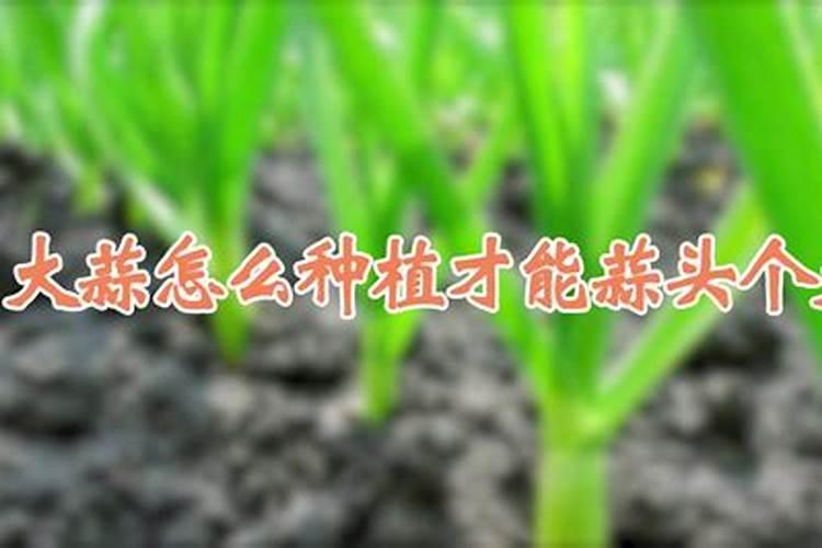 荔浦芋头和芋头的区别