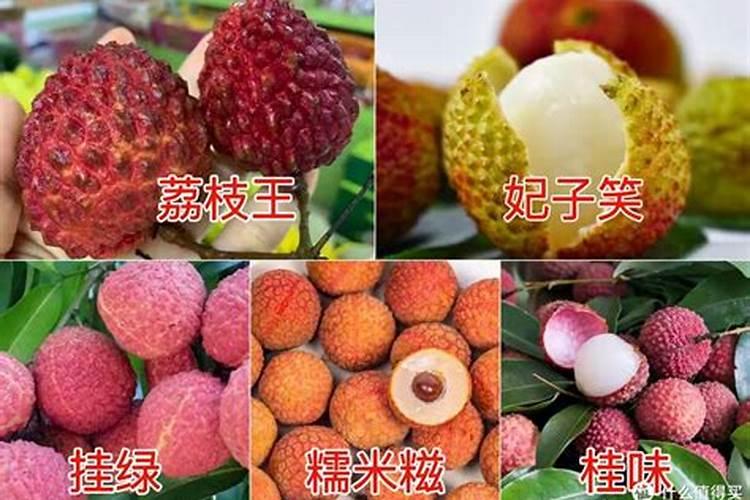 荔枝开花施什么肥 荔枝开花施哪种肥