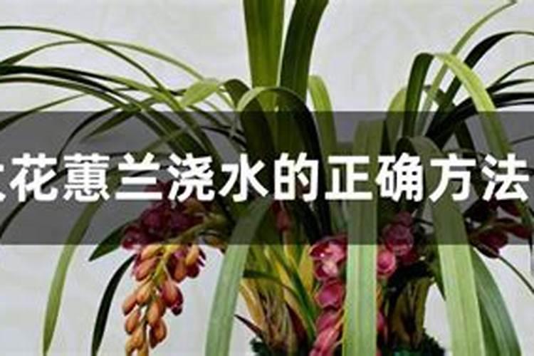 每年春节前后特受欢迎的大花蕙兰,这样养,想复花并不难