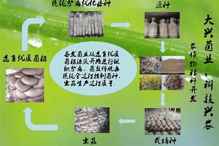 常用的六种发酵菌种 微生物菌剂六大菌群都是什么