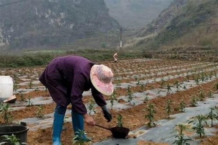 盆栽辣椒苗怎样浇水和施肥