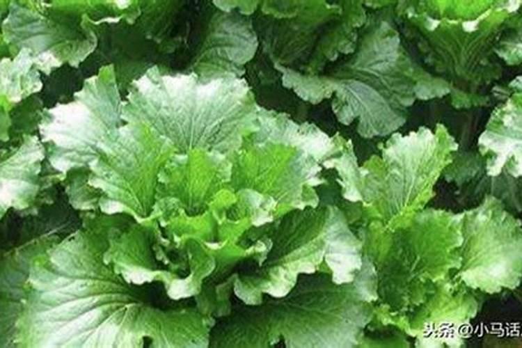 绿萝专用肥能给其他植物用吗？