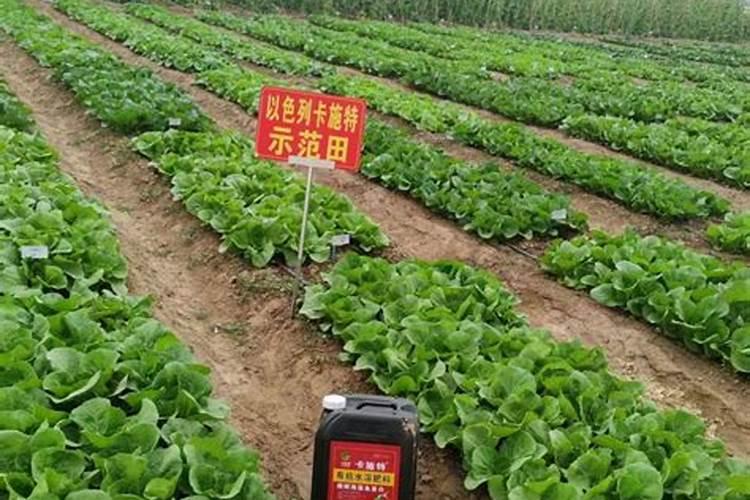 黄瓜结得多,这5种肥料不能缺