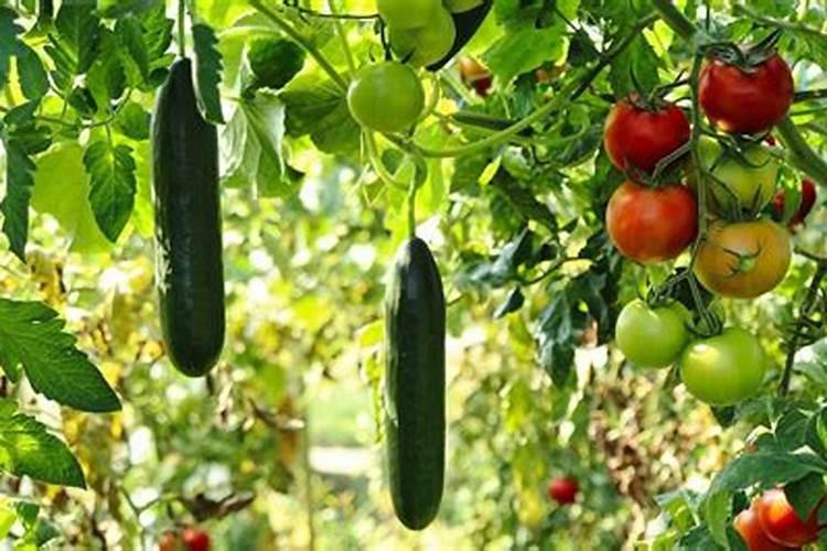 阳光一号柑橘品质介绍