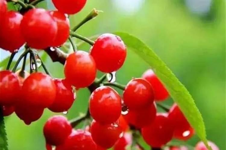 樱桃用矿源黄腐钾量？大樱桃栽植使用矿源黄腐酸钾有什么用