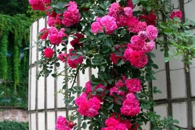要想月季花快速冒笋芽该怎么养护