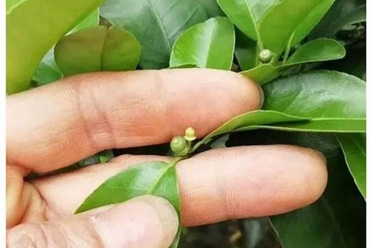 如何处理沙糖桔环割导致的黄叶现象？