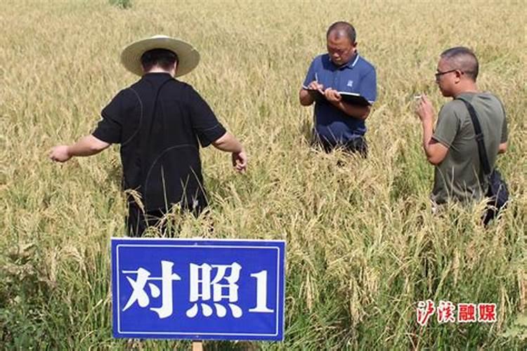 乡村农药减量增效的典型