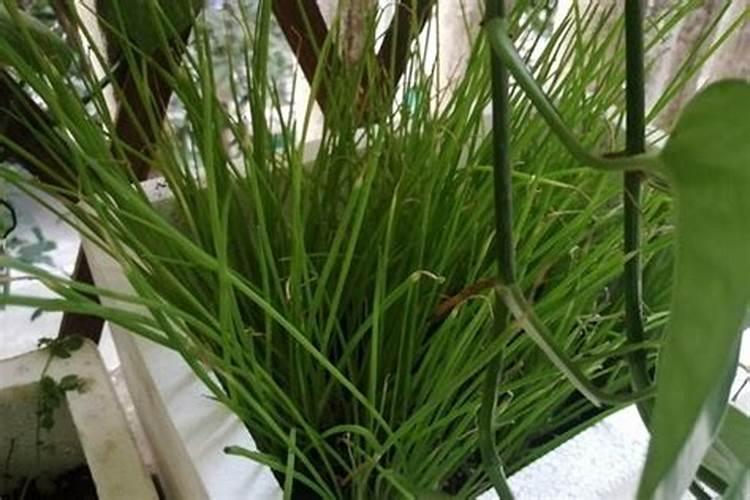 种春芽树什么时候施肥最佳？