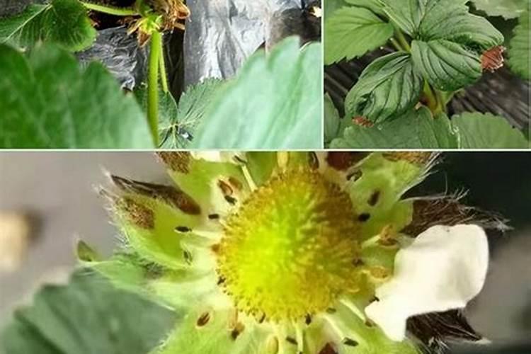 白芨怎么种植和管理