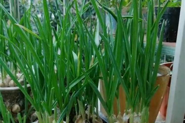蒜苗怎么养才茂盛 蒜苗怎么种植才会长的好