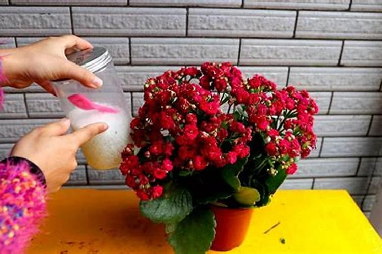 长寿花开花时能施肥吗