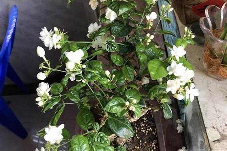 2月如何养茉莉花新芽蹭蹭长茉莉花新芽蹭蹭长的技巧方法