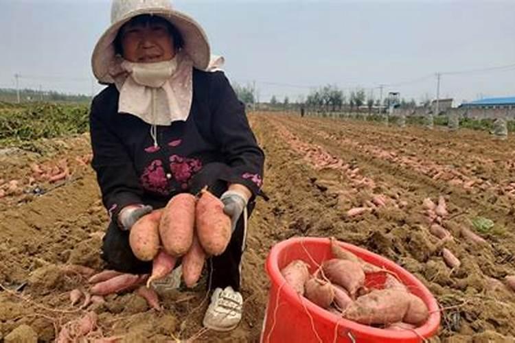 家庭地瓜种植简易方法 地瓜怎么养殖比较好