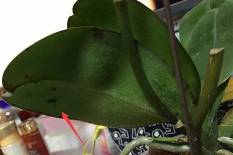 花叶子上的灰尘怎么清理干净？