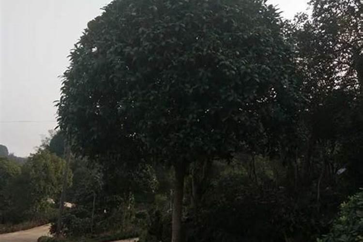 桂花专用肥料第一名