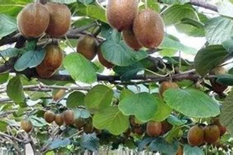 猕猴桃用什么肥料