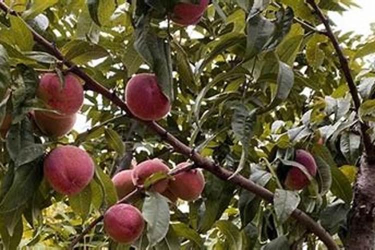 大樱桃一年打药的时间表