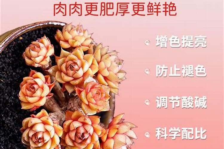 多肉植物能喷磷钾肥吗