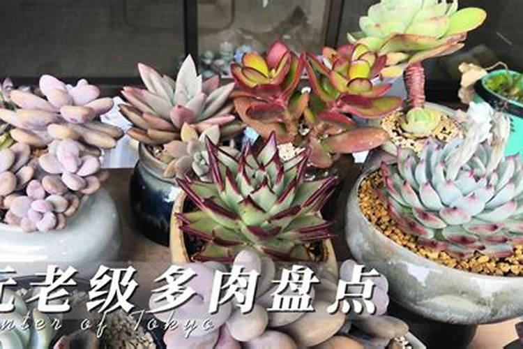 多肉植物能喷磷钾肥吗