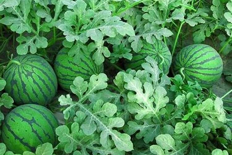 种植西瓜用什么肥料 过磷酸钙和硫酸钾