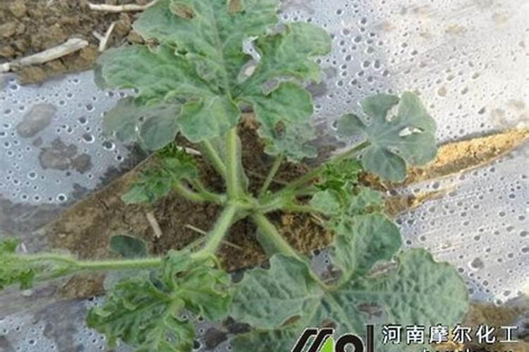 尿素与水配比多少浇树