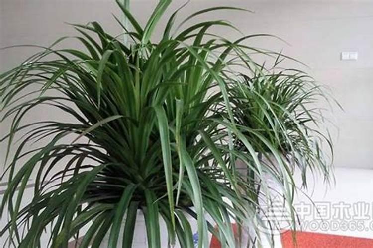 新居除味植物 ,这6种绿植一定不能错过,干货码起来!