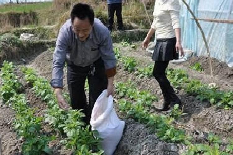 玉米缺硼,会导致玉米出现什么样的症状？