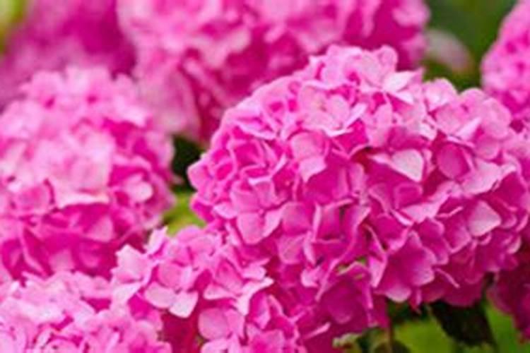 家里5种东西,养花特别好,花草就能长得好开花多,是真的吗？