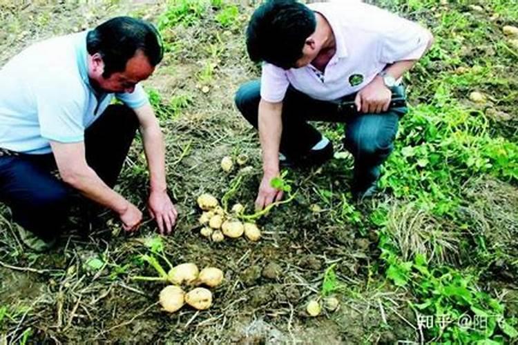 土豆的种植技术及施肥方法