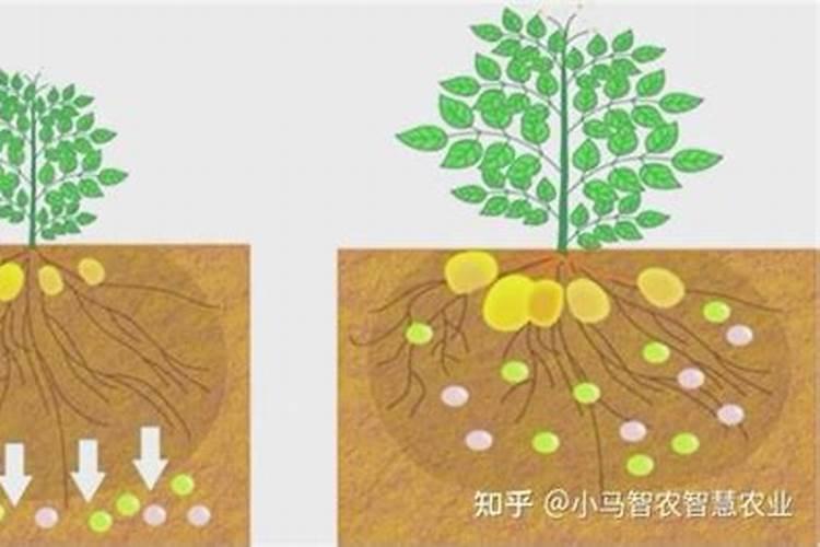 自己家怎样做花的肥料