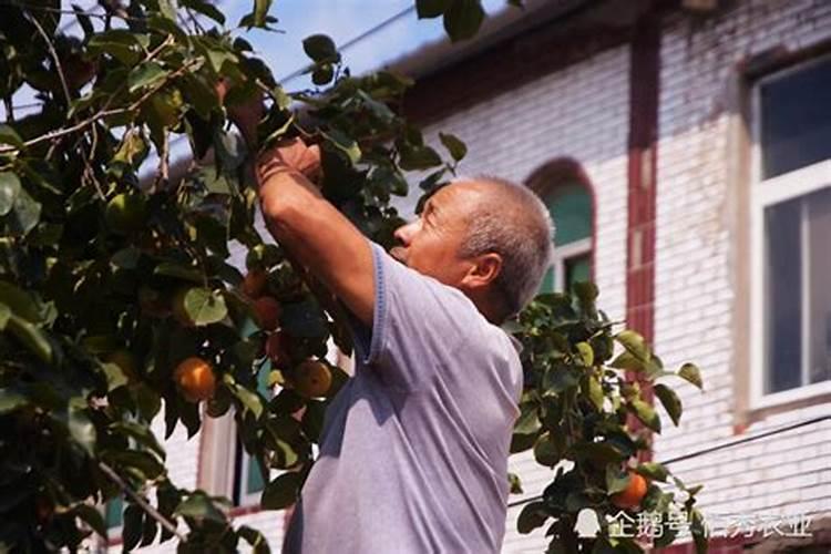 柿子树结柿子后用什么肥料膨果？