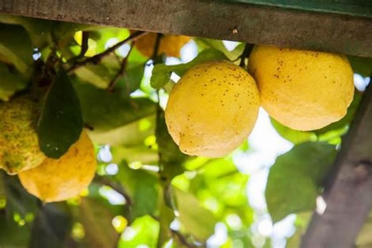 柠檬树施什么肥料最好