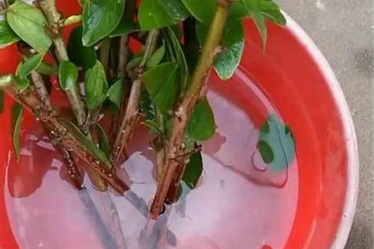 三角梅换盆后要浇水吗