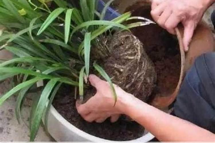 花盆换土方法 养花换盆换土注意事项
