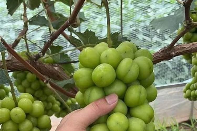 阳光玫瑰全年施肥管理 一年施肥要领有哪些