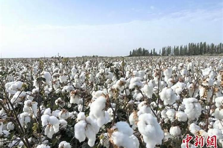 氮肥为什么叫尿素